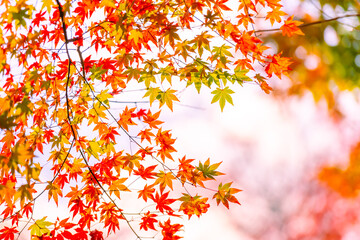 Fototapeta na wymiar 日本の秋　赤く色づいたきれいな紅葉