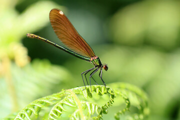 Female Banded Demoiselle, Calopteryx splendens, perched on fern leaf.