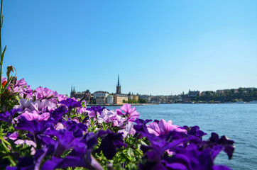 Beautiful violet flowers and panorama of old city of Stockholm on the background at sunny summer day