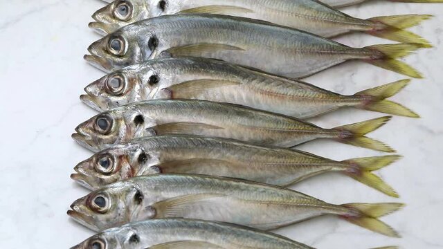Fresh raw horse mackerel close up in a row