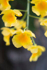 Yellow orchid , Tropical orchid 
Yellow orchids from Thailand / Dendrobium  lindleyi  Steud
