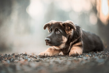 Portrait of a German Shepherd puppy, three month puppy, in natural environment with a bokeh background in the golden hour