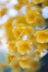 Fototapeta premium Yellow orchid , Tropical orchid Yellow orchids from Thailand / Dendrobium lindleyi Steud 