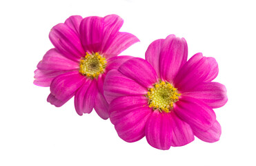 pink daisies isolated