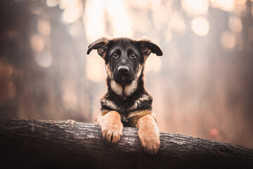 Portrait of a German Shepherd puppy, three month puppy, in natural environment with a bokeh background in the golden hour