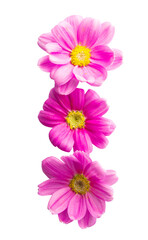 Fototapeta na wymiar pink daisies isolated