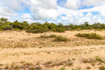 Vegetation around a beach in Lagoa do Patos lake