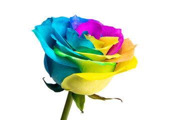 Fototapeta na wymiar multicolored rose isolated