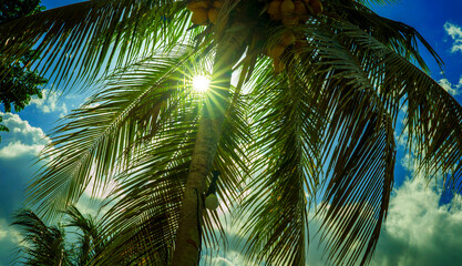 backlit palm tree under a vivid blue sky with sun flare within tree trunk during Summer at tropical island in travel destination and tourism concept