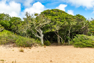 Fototapeta na wymiar Vegetation around a beach in Lagoa do Patos lake