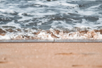The bird and the sea.