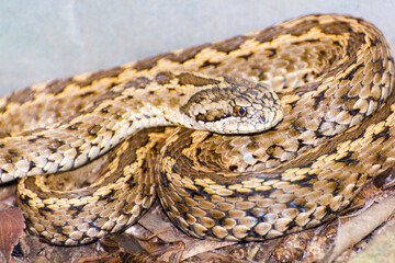 An endangered Hungarian viper on the ground