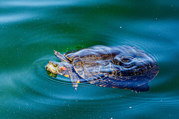 Obraz premium New York City