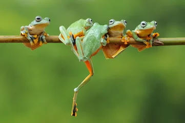 Fotobehang Frog, Tree Frog, Flying Frog, © andri_priyadi