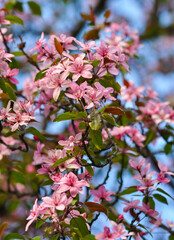 Beautiful pink cherry tree blossom in the spring