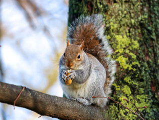 Wild gray squirrel eating peanuts on a branch in the park