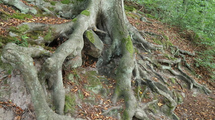 Obraz premium Mächtige Baumwurzeln im Wald