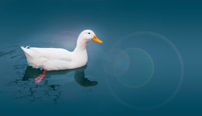 Duck