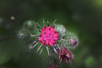 flower of a thistle