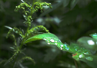 rain drops on a leaf