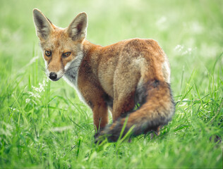 Fox in the grass close up in Scotland