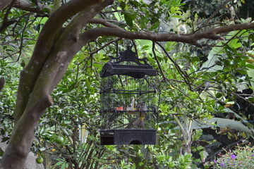 feeder for birds