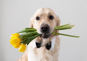 A cute dog with yellow tulips in his mouth and a butterfly on his neck sits on a white background....