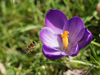  Abeille en vol stationnaire attirée par le nectar d'une fleur de crocus à corolle bleu-violet, étamines jaune orangée