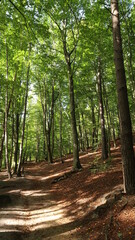 Wandern in der Sächsischen Schweiz im Wald durch Felsenlandschaft