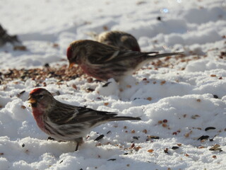 Finches at the feeder in winter
