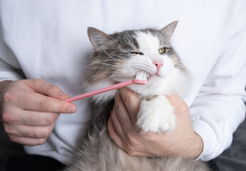 toothbrush for animals. man brushes teeth of a gray cat. animal care concept