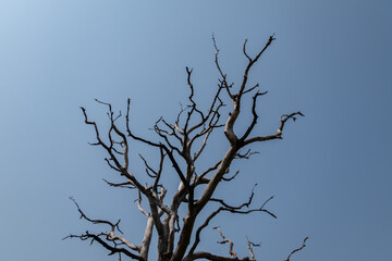Branches of a tree without leaves.