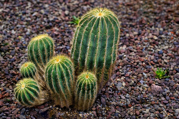 Close-up of green cactus plants with sharp spines