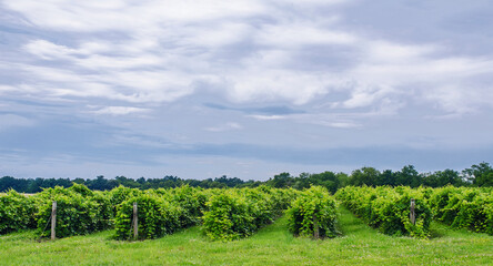 626-103 Grape Vines Rows