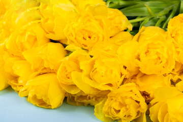 Yellow tulips flowers .Symbol of spring.Mother's Day, Birthday, Valentine's Day.