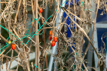 Old dying shrivelled up tomato plants in a greenhouse in winter
