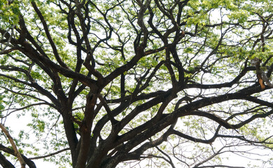 The branches of the big tree that spread out
