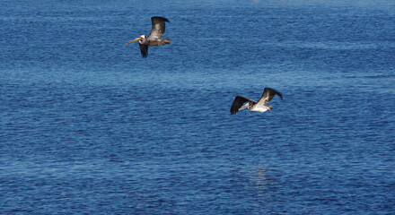 Two California brown pelicans flying over calm blue Pacific ocean water