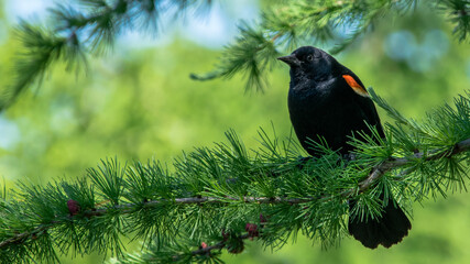 Red-winged Blackbird 1