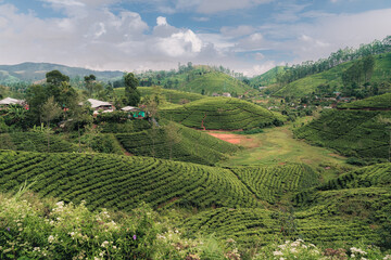 Fototapeta na wymiar Sri Lanka Tea fields.