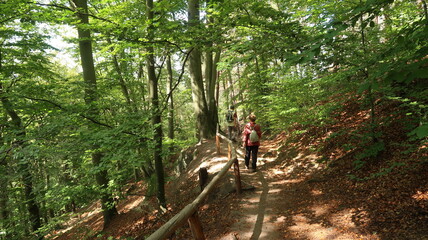 Sächsische Schweiz Wanderung im Wald und durch Felsenlandschaft