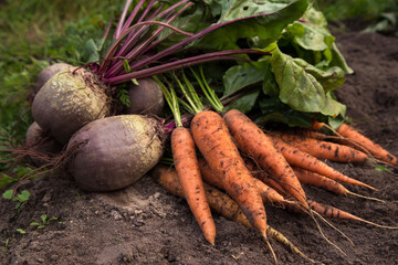 Harvest of fresh raw carrot and beetroot on ground in garden close up. Harvesting organic vegetables