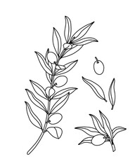 Outline Olive Tree Branch. Plant with Leaves and Olives vector sketch. Floral line art style set. Botanical element isolated for design print, label, poster, logo, invitation, card. Coloring page