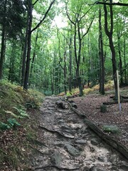 Sächsische Schweiz Wanderung im Wald
