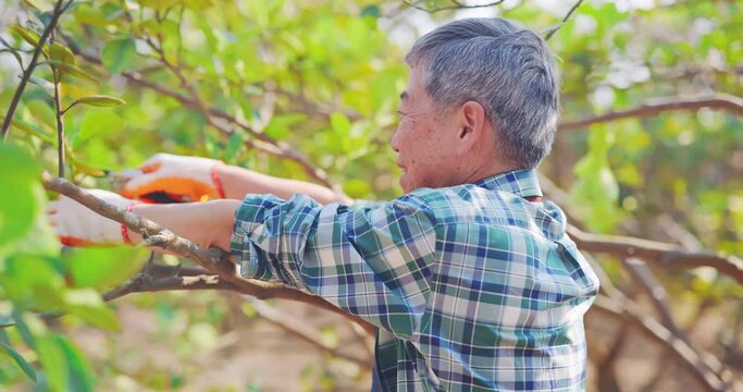 senior man pruning trees