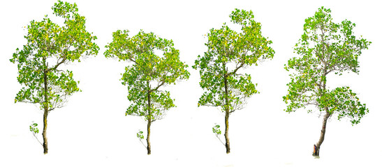 Mangrove tree on white background. with clipping path for easy usage in design projects.