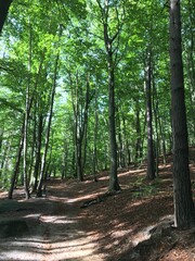 Sächsische Schweiz Wanderung im Wald