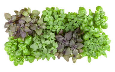 Fototapeta premium .Varieties of basil border arrangement isolated on white background cutout. Top view..