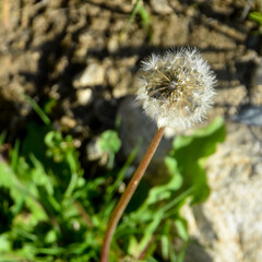 Beautiful white flowers grow in the mountains of the North Caucasus. Shallow depth of field. Background blurred