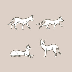 Graceful cat in various poses. Vector illustration in cartoon style for poster, postcard.